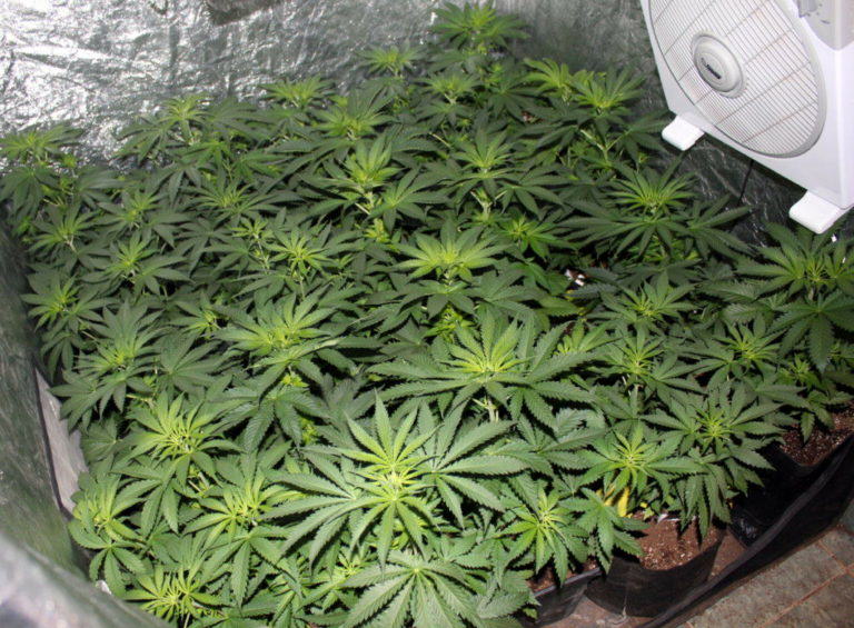 Plants grow healthy and lush with Vegamatrix nutes