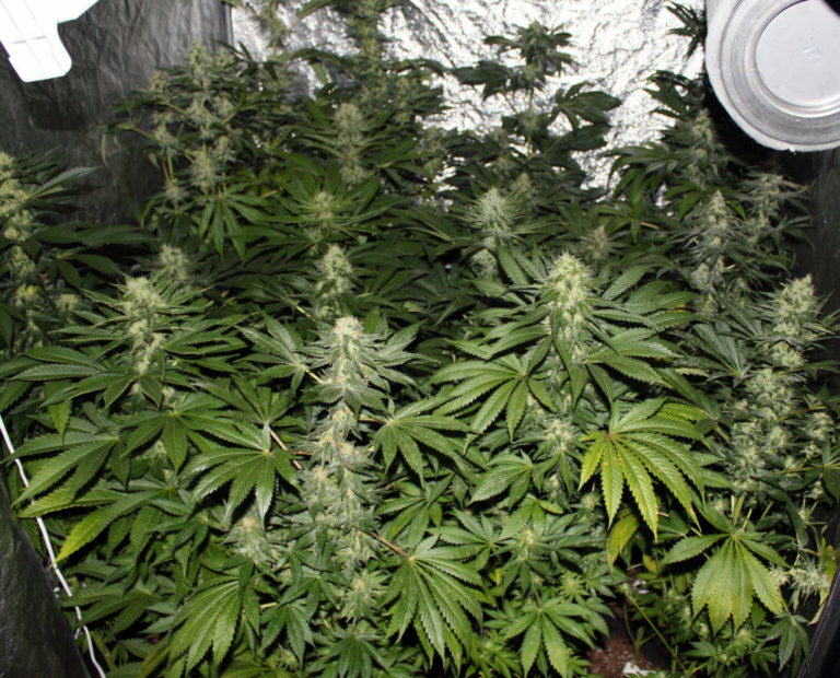 Plants in full bloom with Vegamatrix nutes