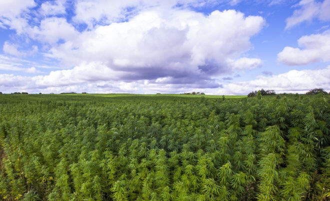 Hemp cultivation is recovering its former importance