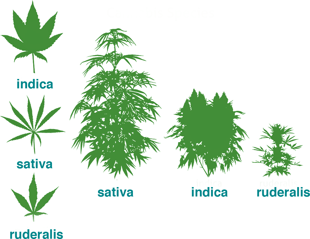 Leaf types
