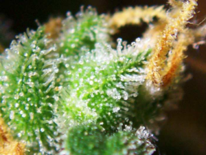 Typical Myths Around Orange Bud Feminized Seeds Of Marijuana