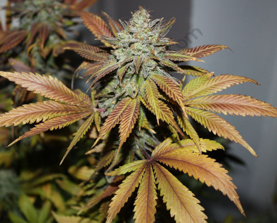 Both cannabis flowers and leaves develop beautiful colours