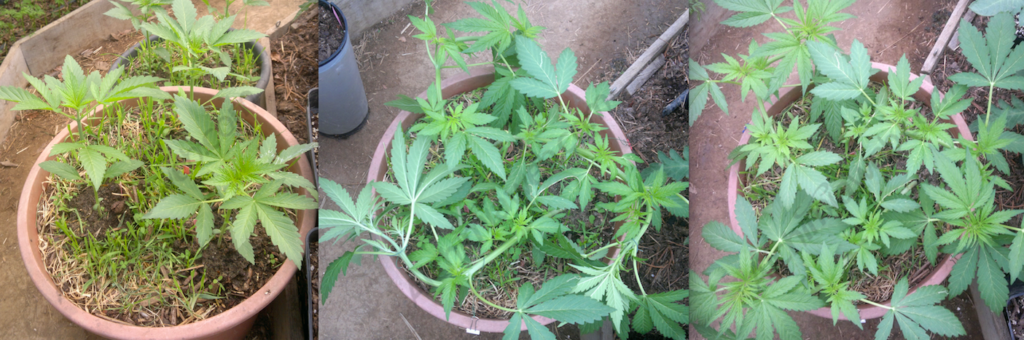 Three auto plants LST'd in one container