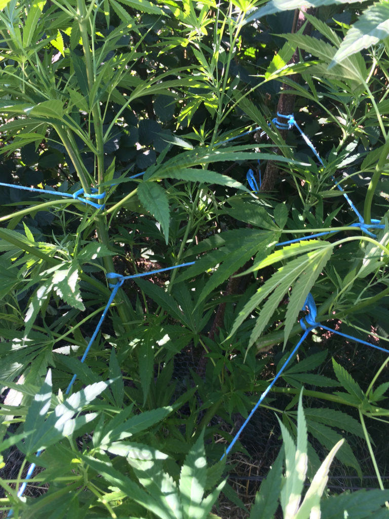 LST - Low Stress Training for cannabis plants