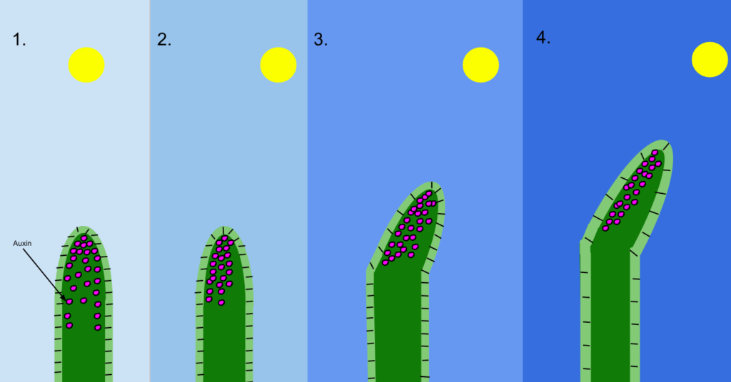 Phototropism diagram