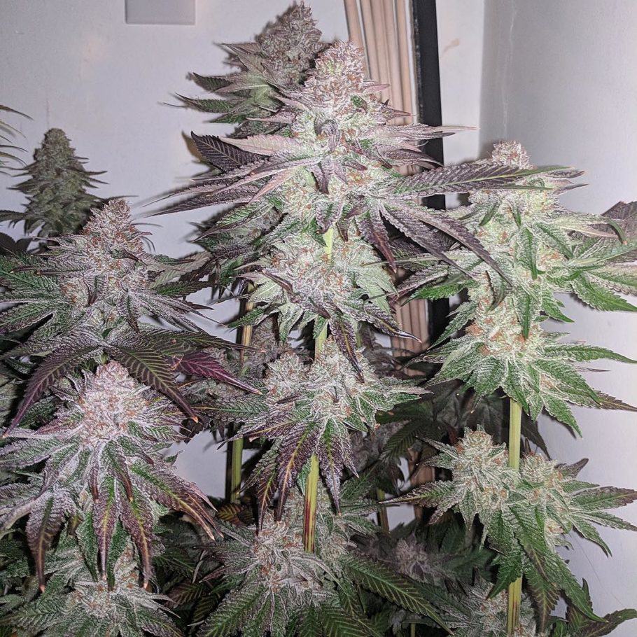 Sour Lemonaid flowering