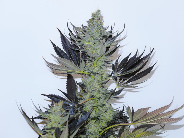 Paisa CBD by Paisa Grow Seeds