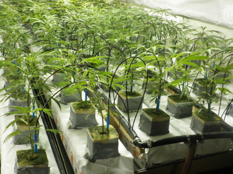Automatic Irrigation for Cannabis