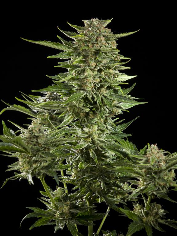 Growing Cannabis: The Basics - Farmer Jane Cannabis Co.