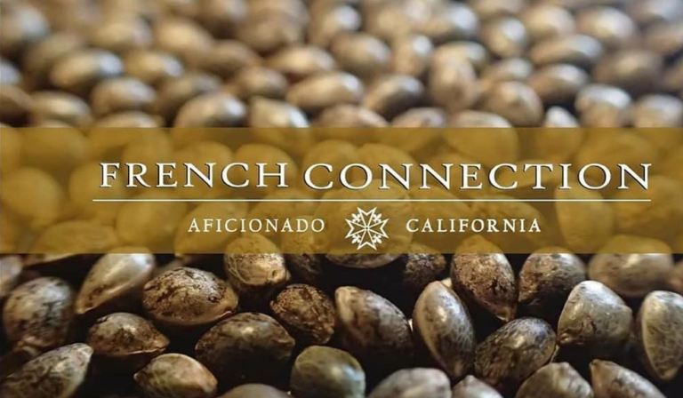 Aficionado French Connection, top class genetics arriving in Europe