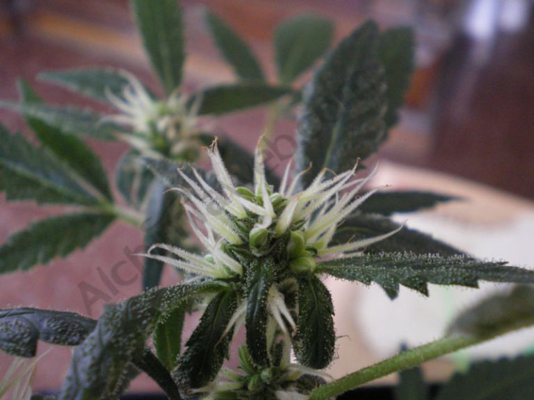 This sativa plant treated with STS started flowering as a female but soon developed male flowers