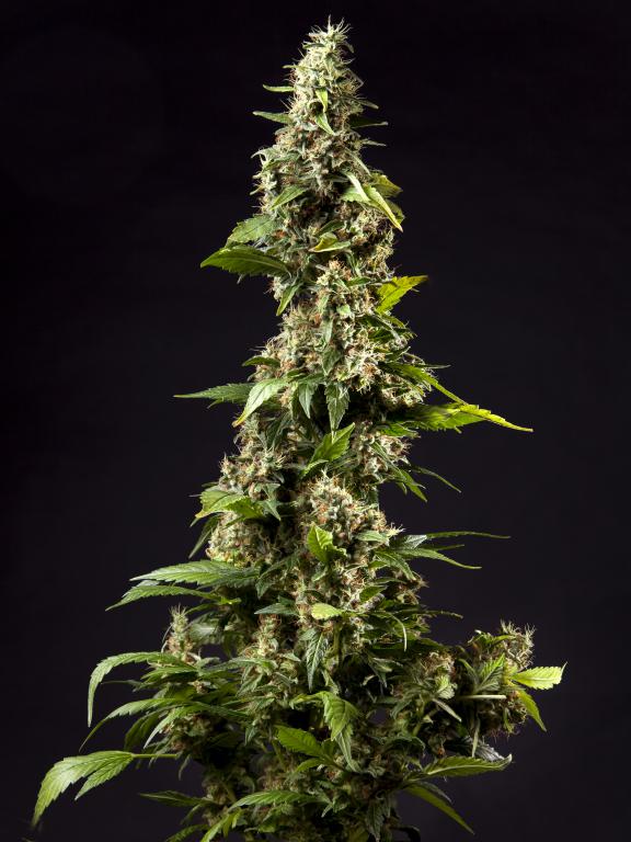 Outstanding Orange Candy feminized from Philosopher Seeds