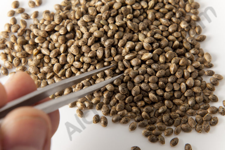 cannabis seeds