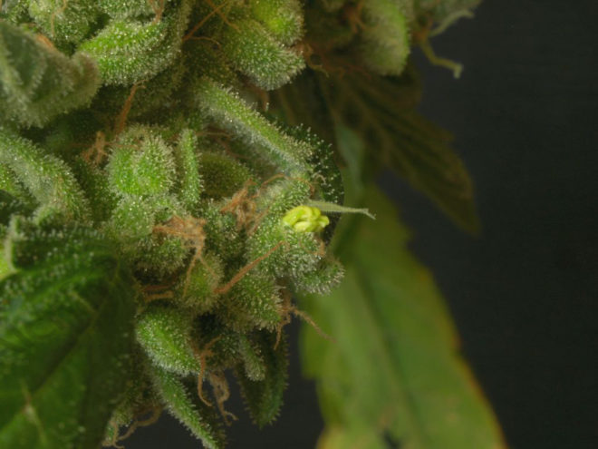 How to make feminized marijuana seeds