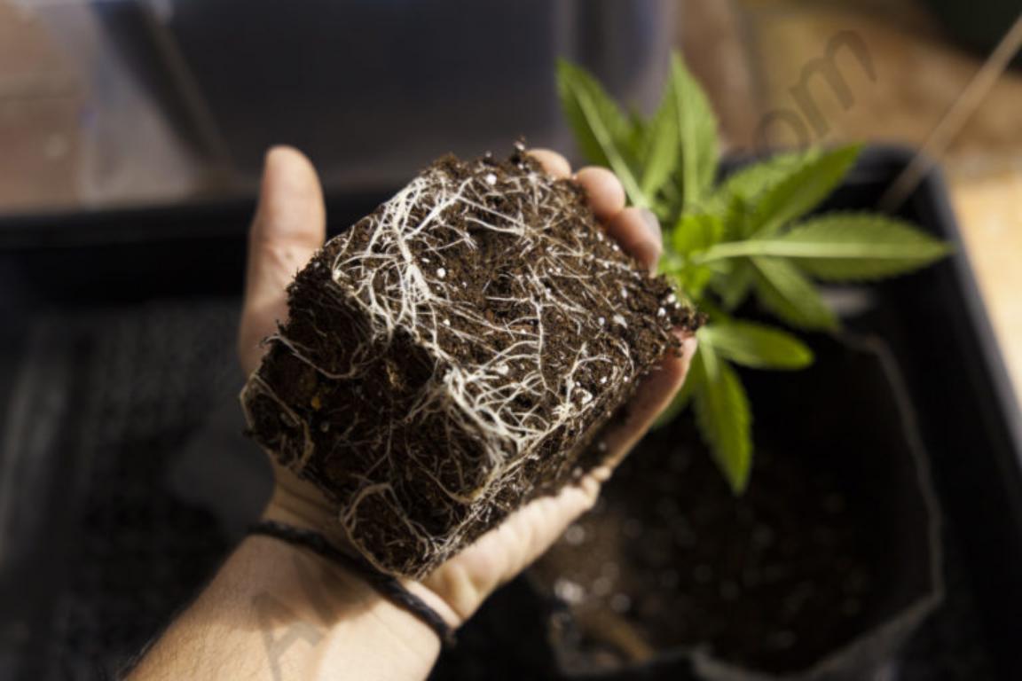 Cannabis roots: A complete guide- Alchimia Grow Shop