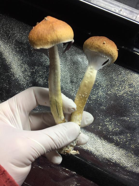 Fresh Psilocybe mushrooms