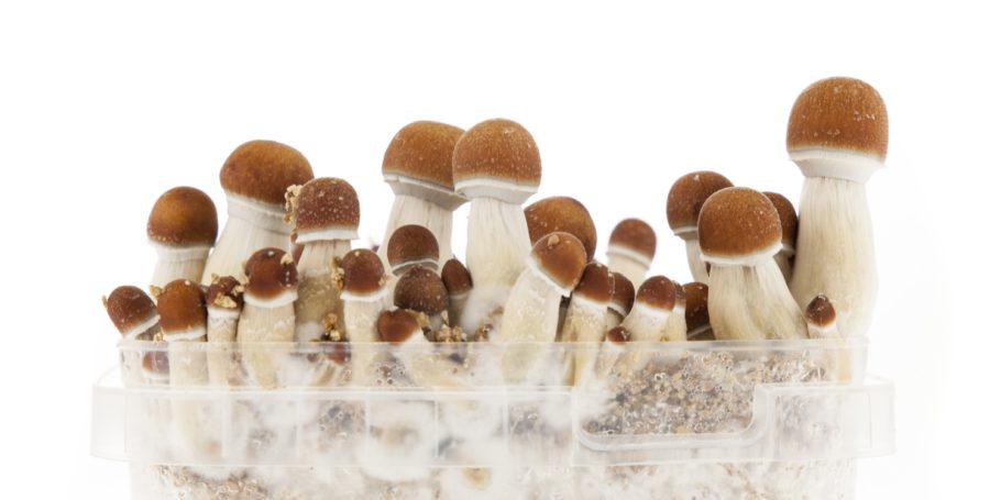 Growing Setnatur's Golden Teacher mushrooms- Alchimia Grow Shop