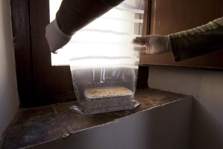 The plastic bag with the container needs to stay in a horizontal position now, at a stable temperature and away from direct sunlight