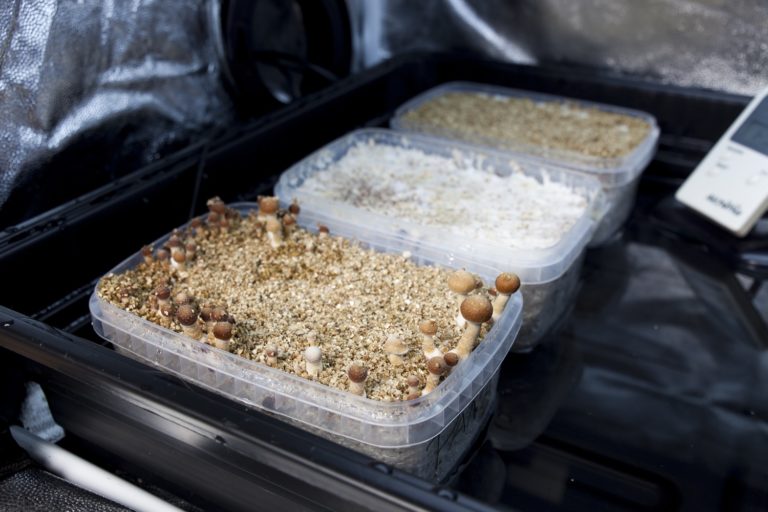 One of the main advantages of growing magic mushrooms in a propagator is that the environment is easier to control One of the main advantages of growing magic mushrooms in a propagator is that the environment is easier to control
