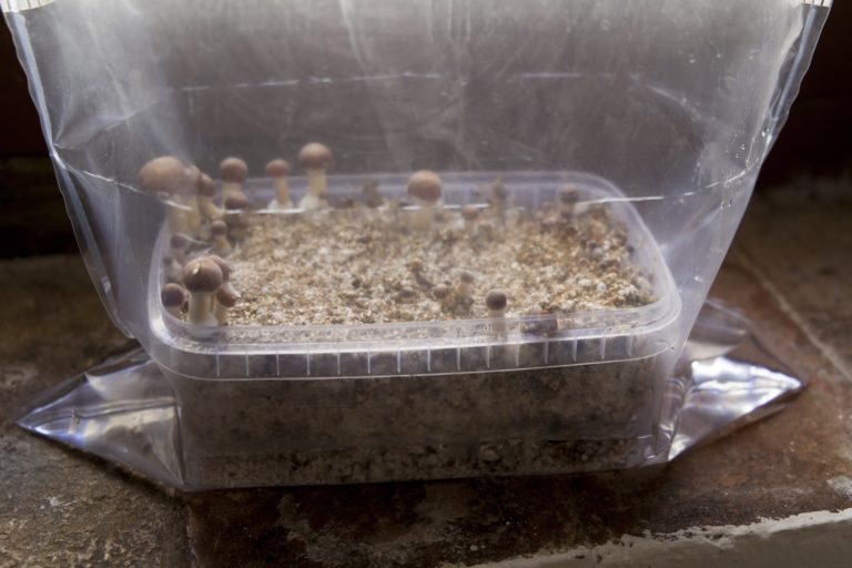 Once the substrate has been rehydrated it will be ready for a second harvest, even a third one Once the substrate has been rehydrated it will be ready for a second harvest, even a third one