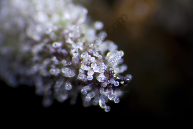 Purple Punch x Do-si-Dos stands out for its production of glandular trichomes