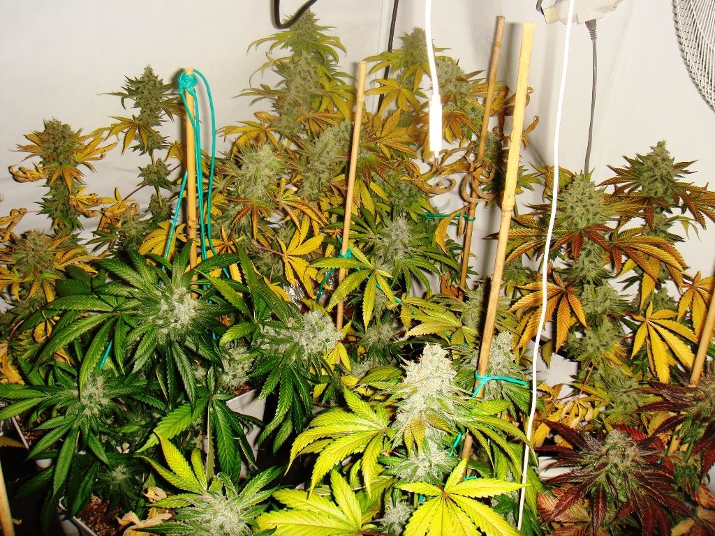 This is how the plants looked right before harvest