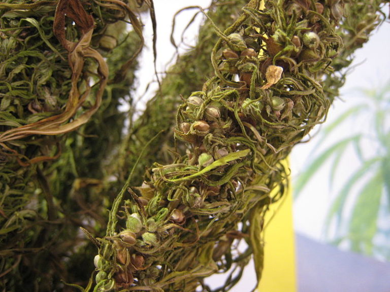 One of the main functions of the terpenes is to protect the seed until germination