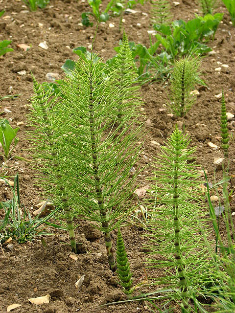 Horsetail sprouts growing in a garden next to other vegetables