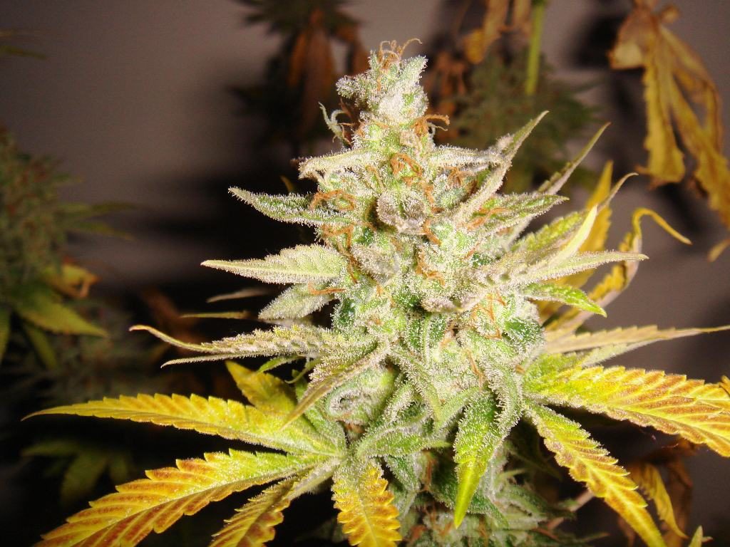 Cannabis plant grown organically