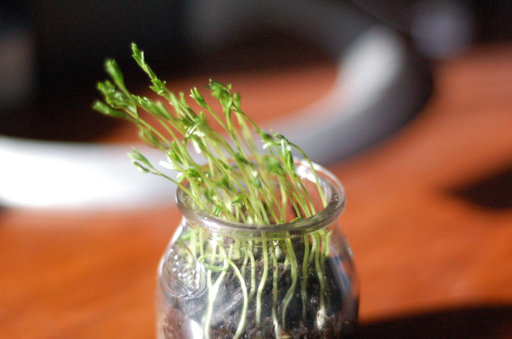 Lentil sprouts are a great source of auxins, and in this photo are a perfect example of Phototropism (credit: Russell Neches)