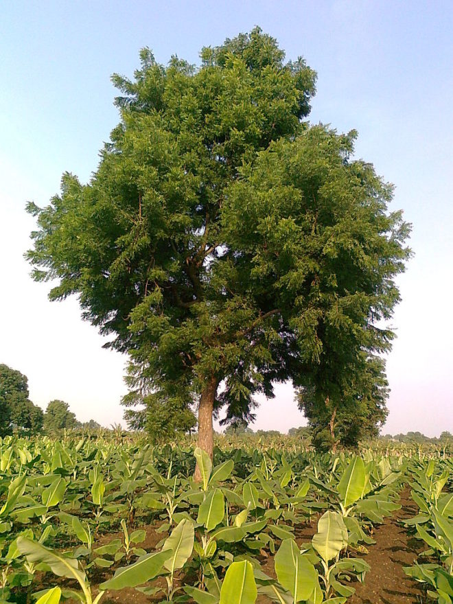 Neem tree among banana crops in India