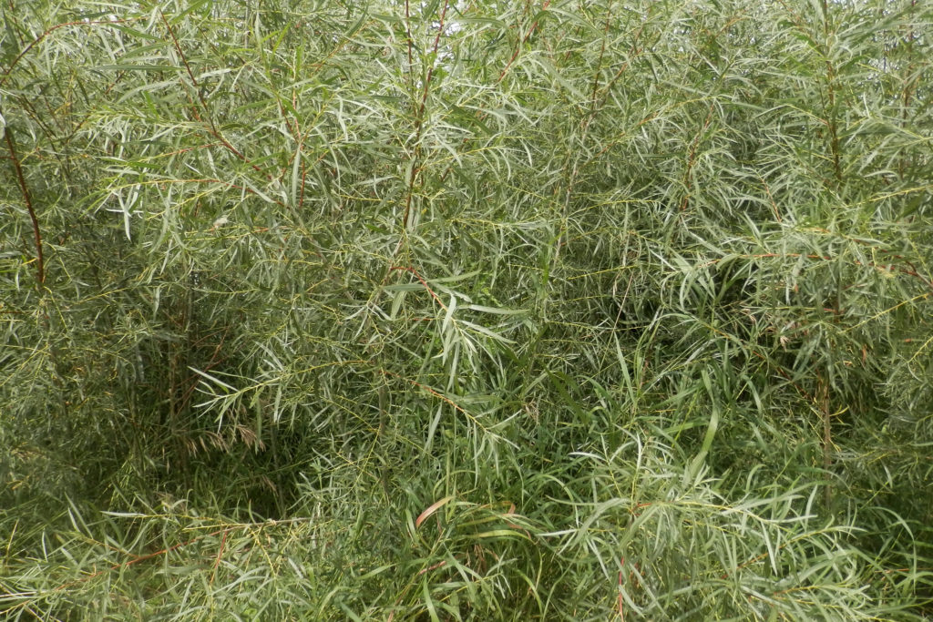 Young willow branches and shoots are high in salycilic acid, ideal for rooting clones.