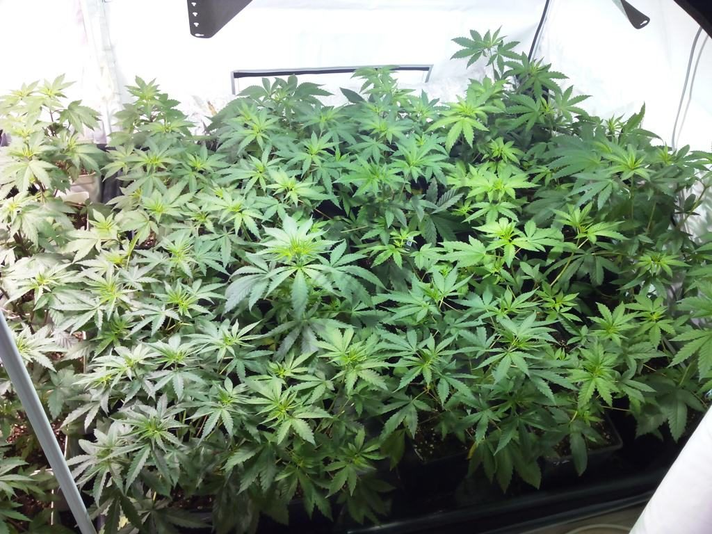 Cannabis plants looking healthy, growth stage
