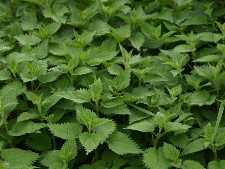 The nettle's allelochemicals enhance the aroma of the surrounding plants