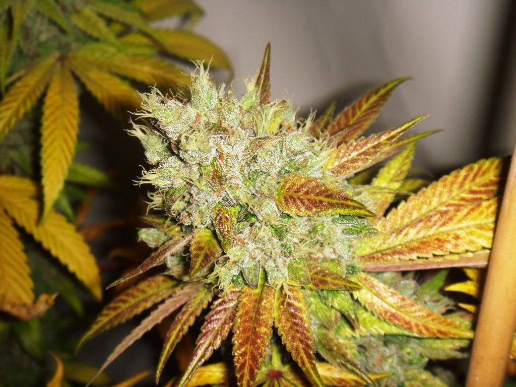 Flushing cannabis plants- Alchimia Grow Shop