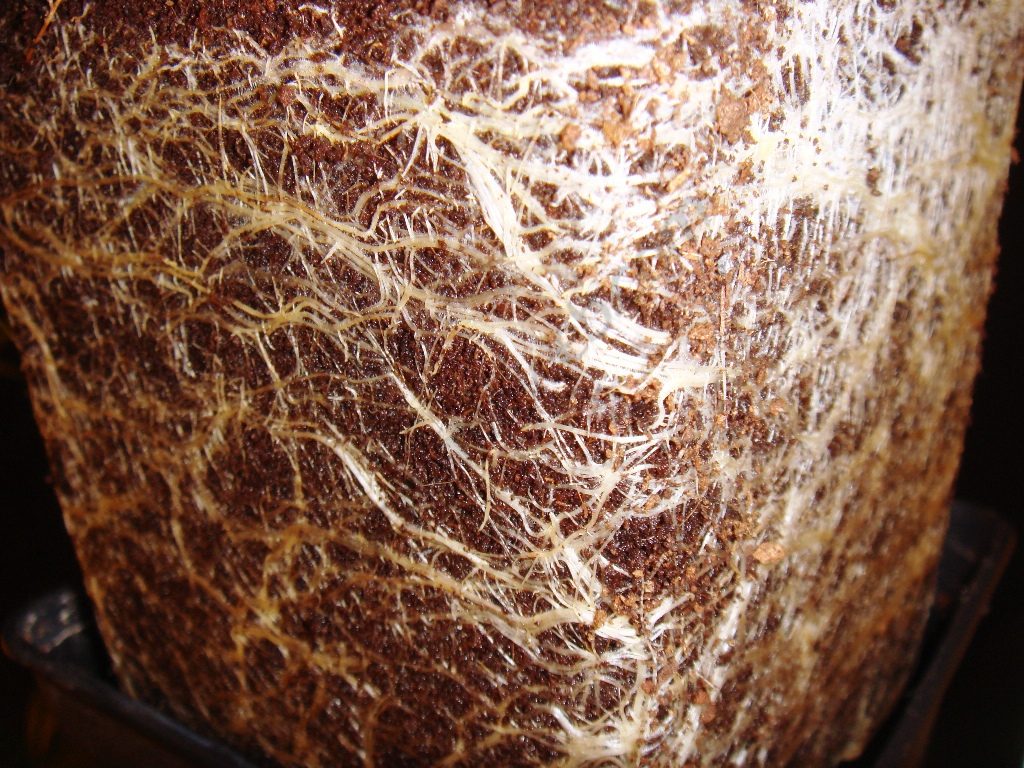 Cannabis roots after being flushed