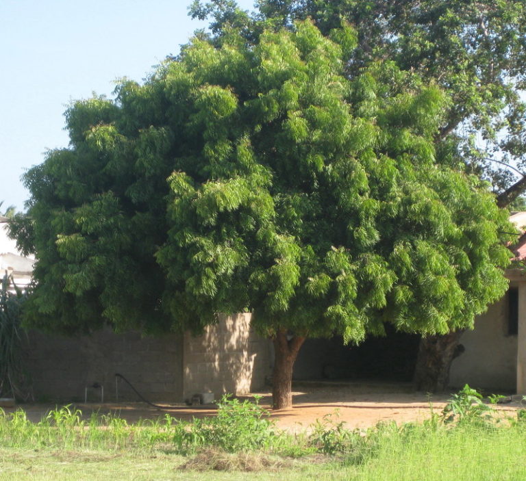 Neem tree (Photo: Ton Rulkens)