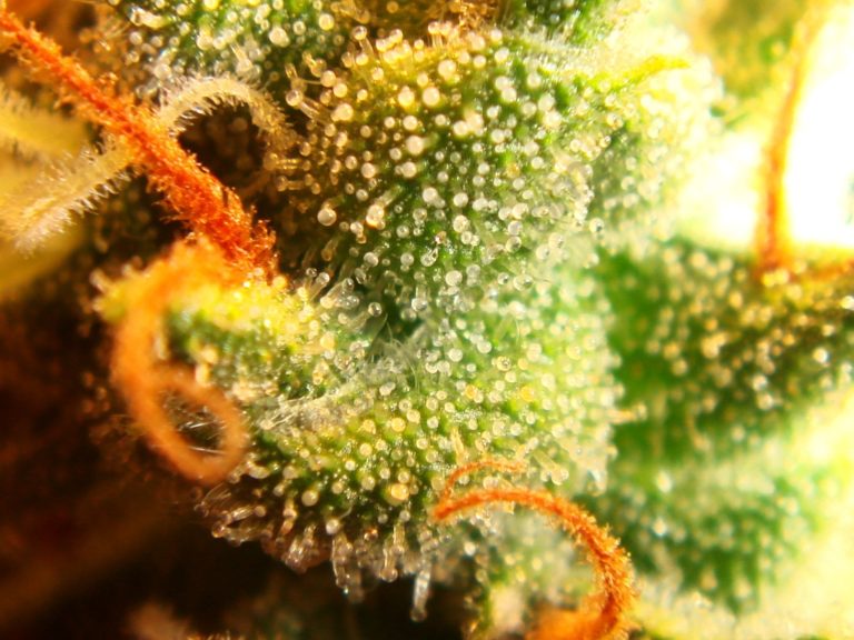 KLP x Do-Si-Dos trichomes