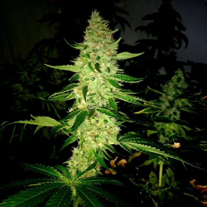 Philosopher Seeds' Key Lime Pie x Do-Si-Dos in late flowering