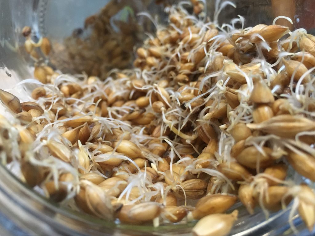 Barley seeds sprouting in a jar