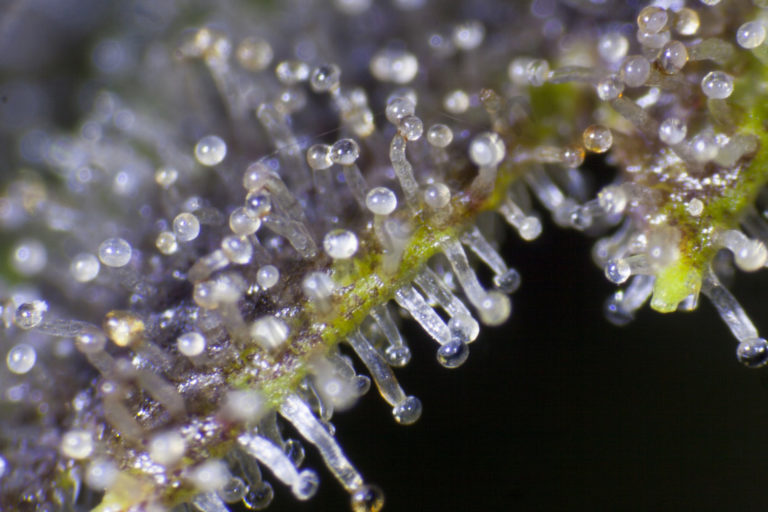 Even the leaves can develop glandular trichomes