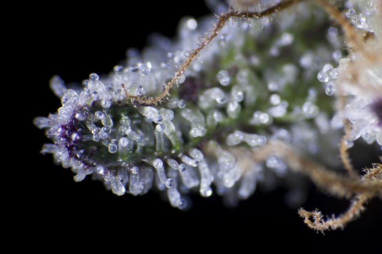 Chemical factories: cannabis trichomes under the microscope