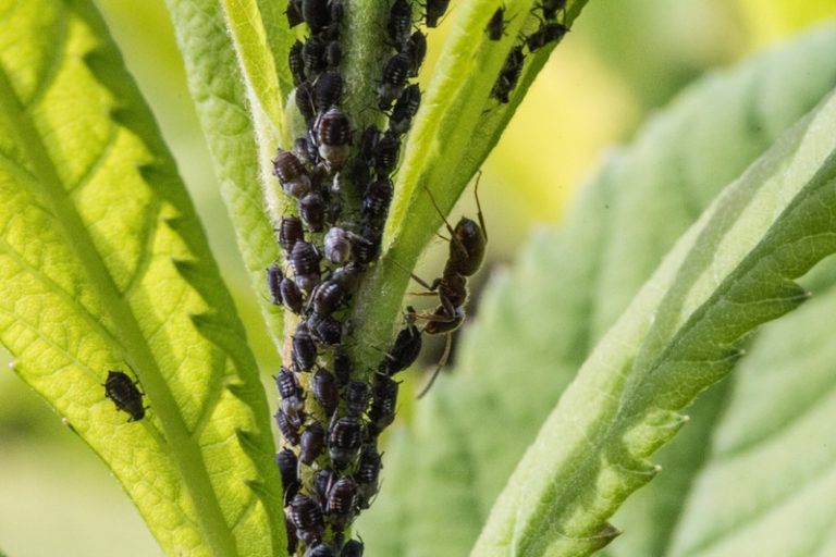 Both aphids and ants can be controlled with neem