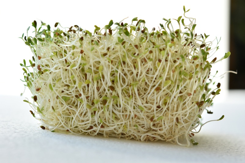Alfalfa sprouts are rich in triacontanol