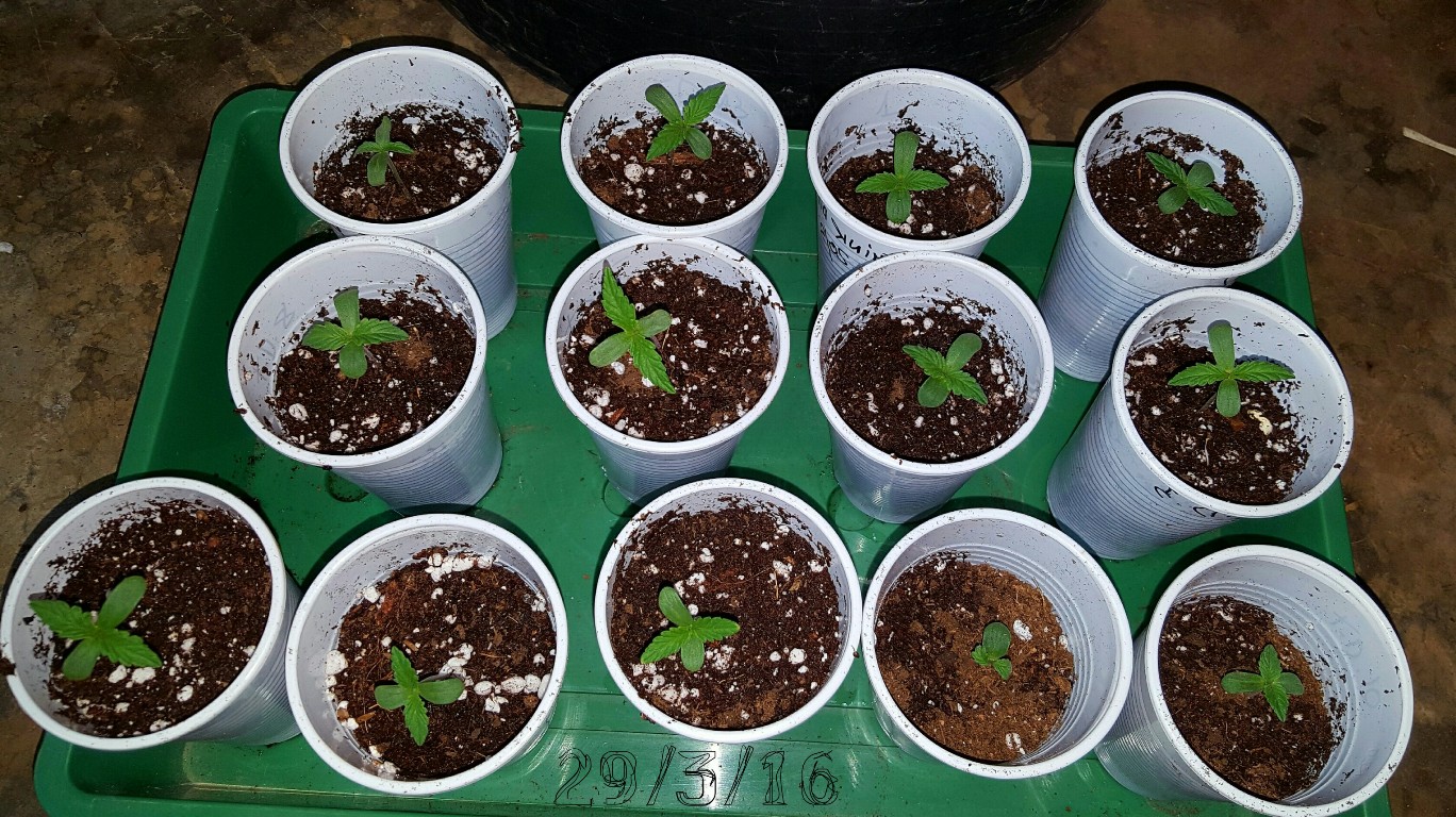 Think Different seedlings