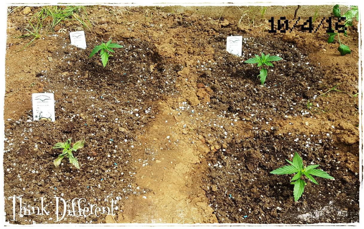 Think Different growing in soil