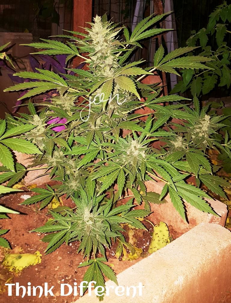 Tips for growing autoflowering cannabis plants