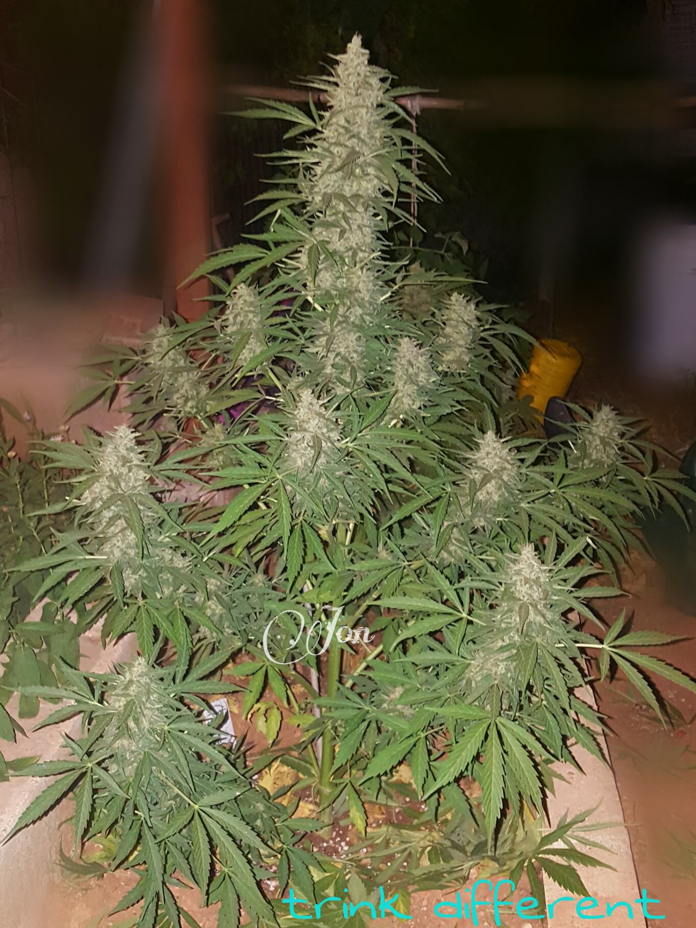Think Different ready to harvest