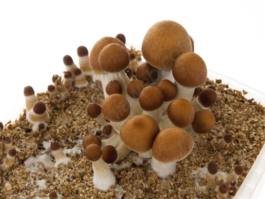 Psilocybin Mushrooms