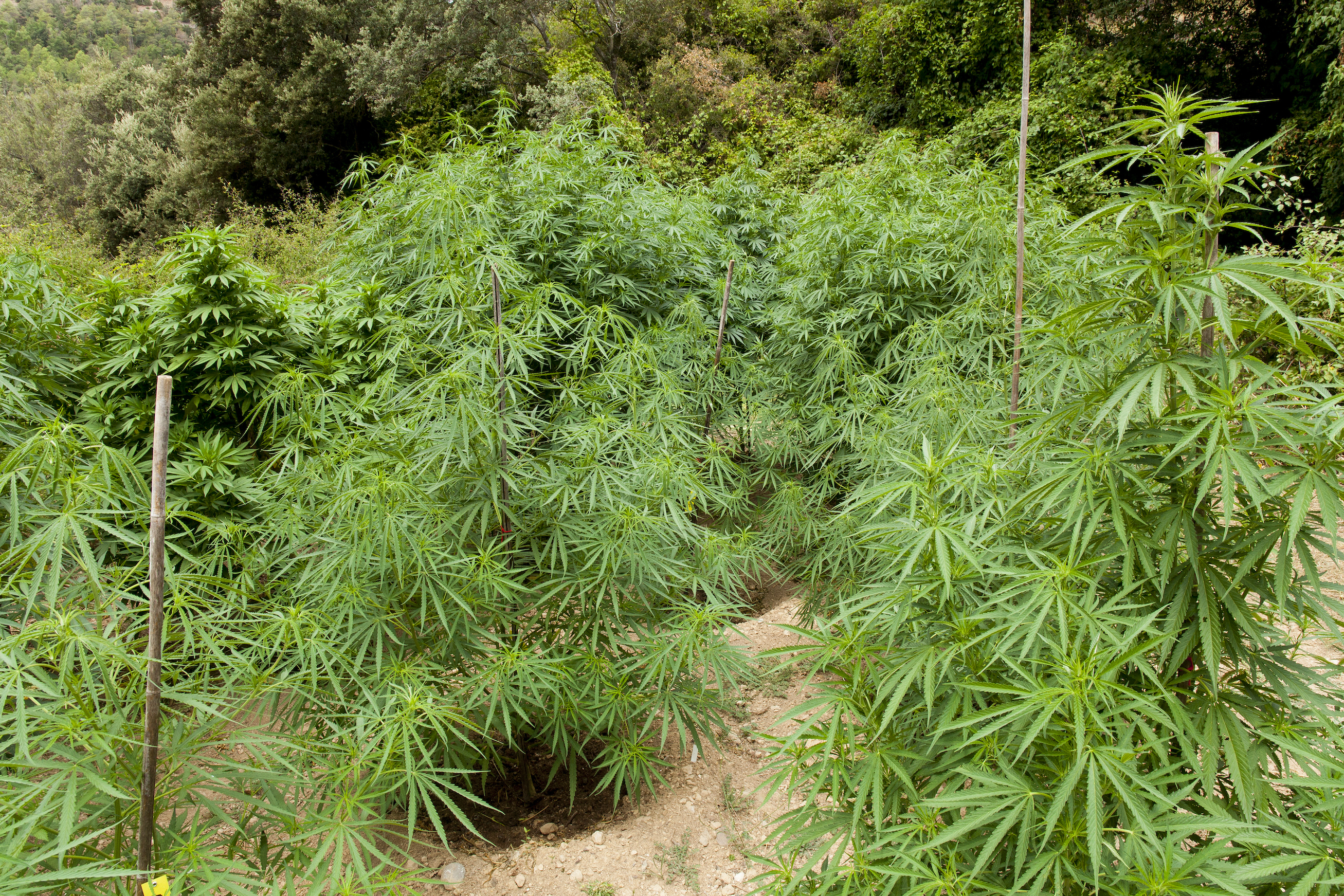 Photoperiod cannabis plants can give enormous harvests